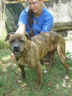 Photo of the dog