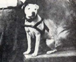 Photo of the dog