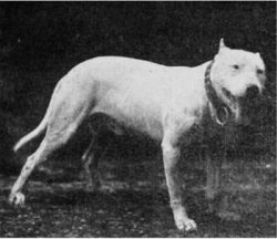 Photo of the dog