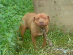 Photo of the dog