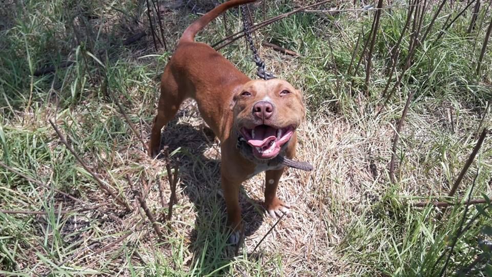 Photo of the dog