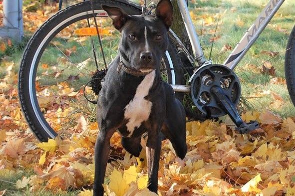 Photo of the dog