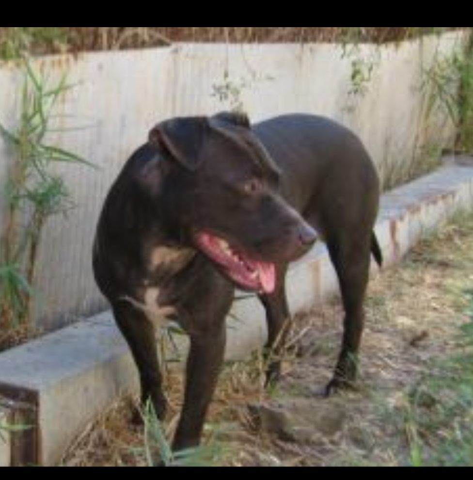 Photo of the dog