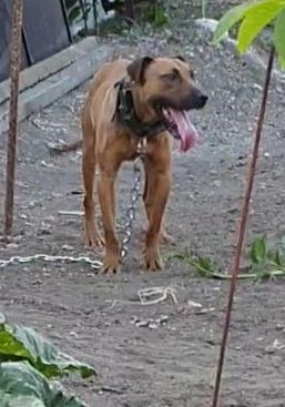 Photo of the dog