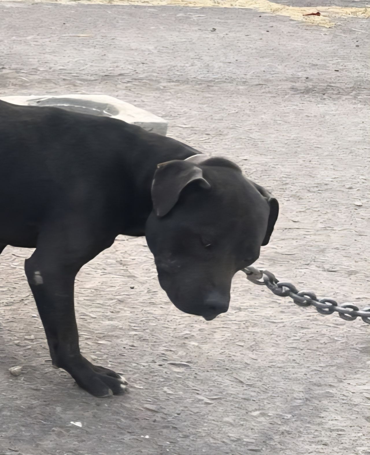 Photo of the dog