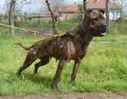 Photo of the dog