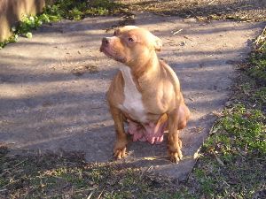Photo of the dog