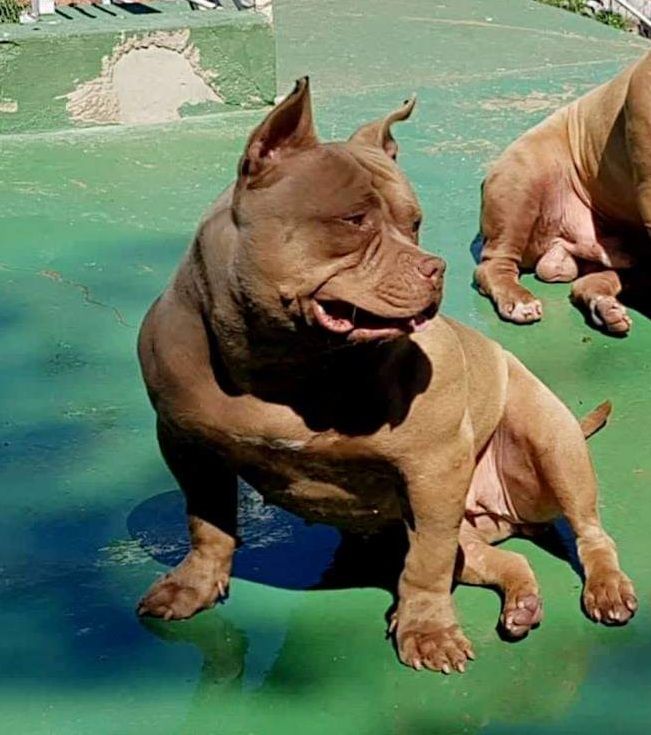Photo of the dog