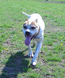 Photo of the dog