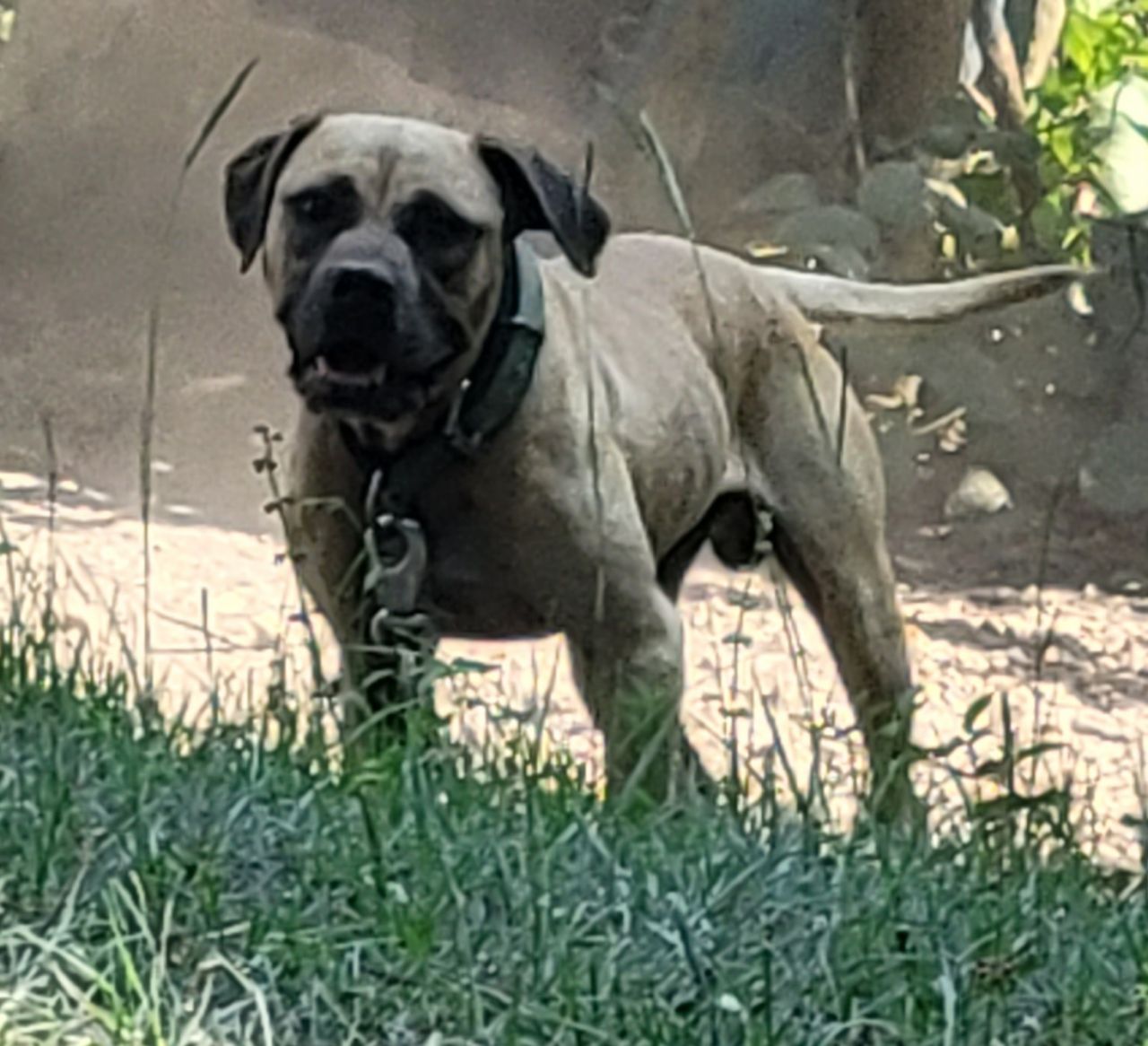 Photo of the dog