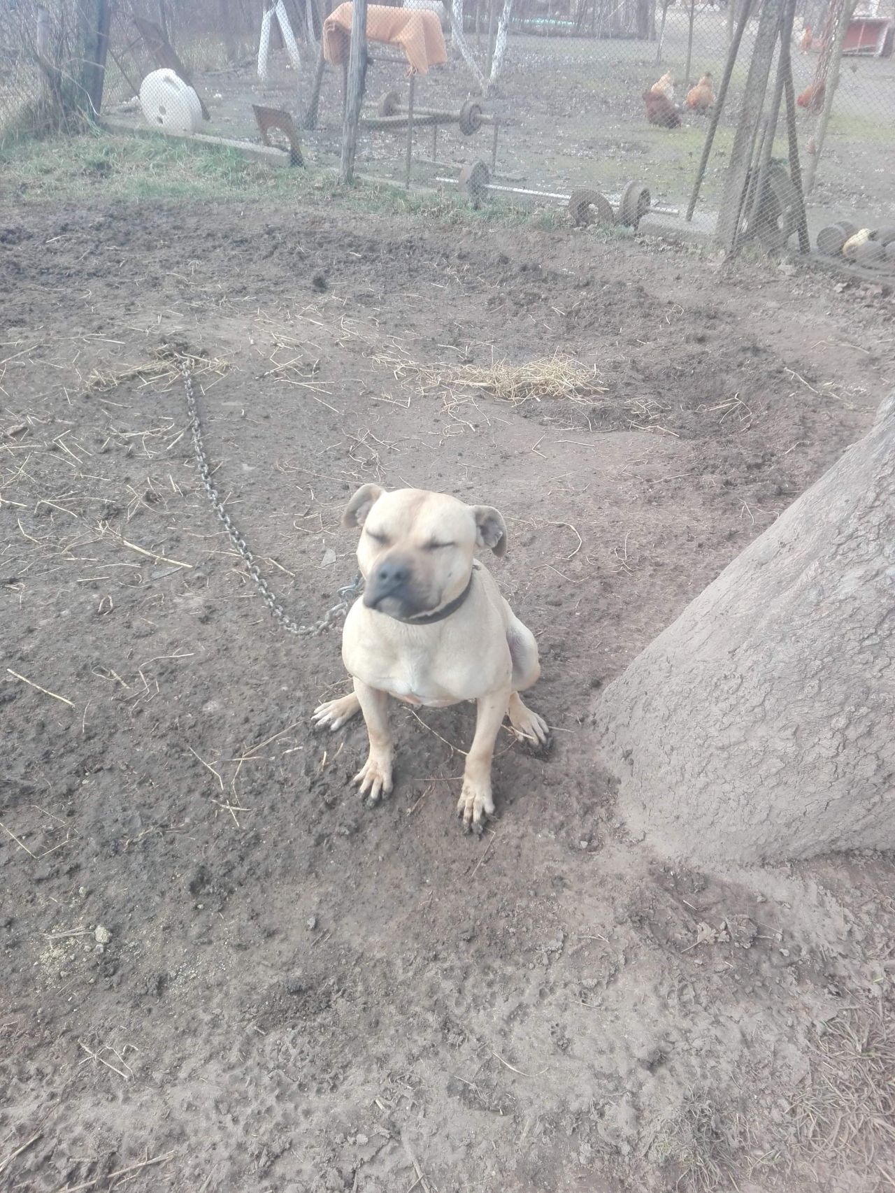 Photo of the dog