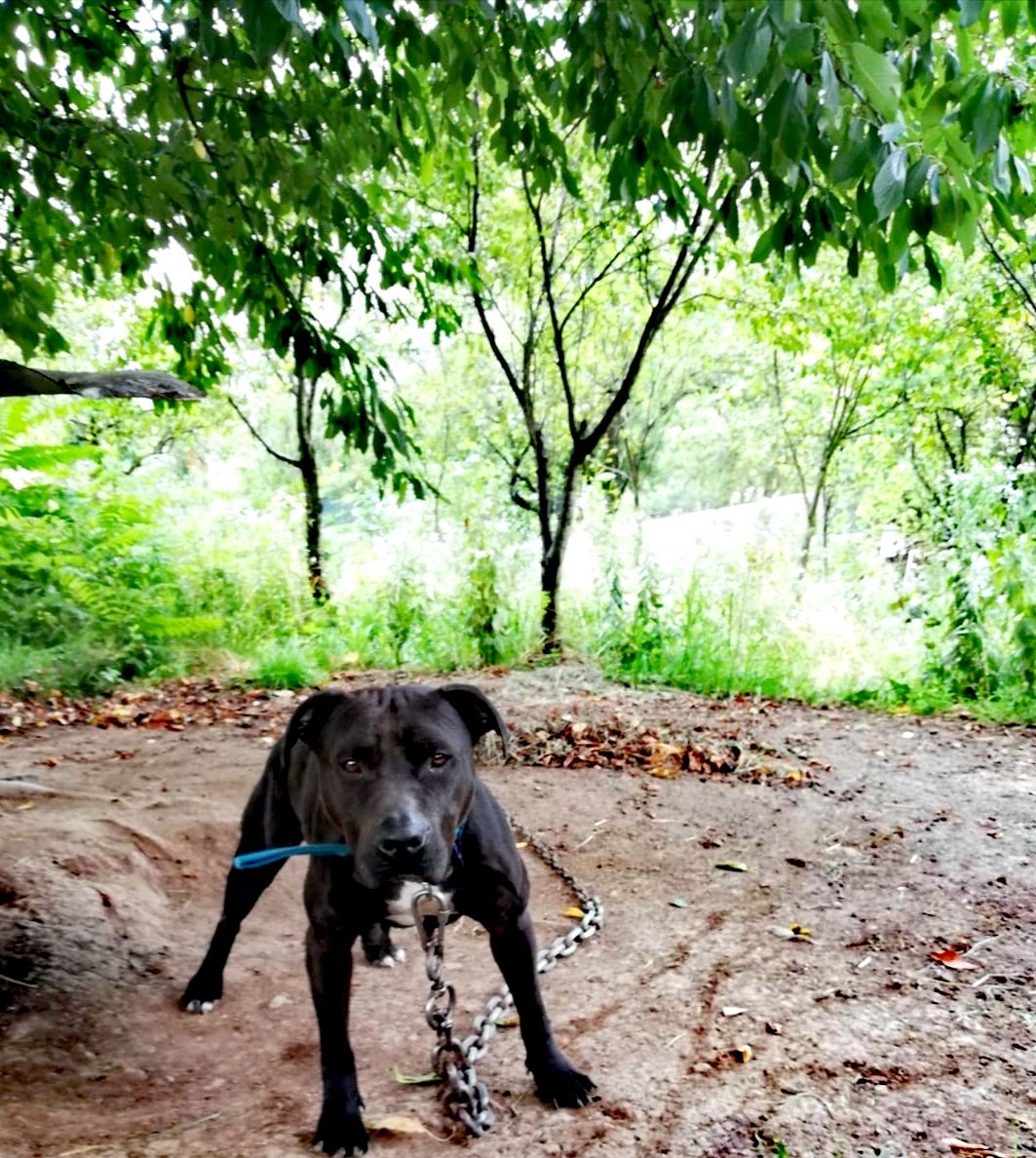 Photo of the dog