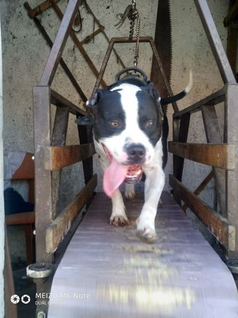 Photo of the dog
