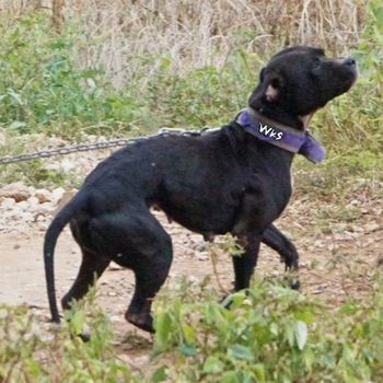 Photo of the dog