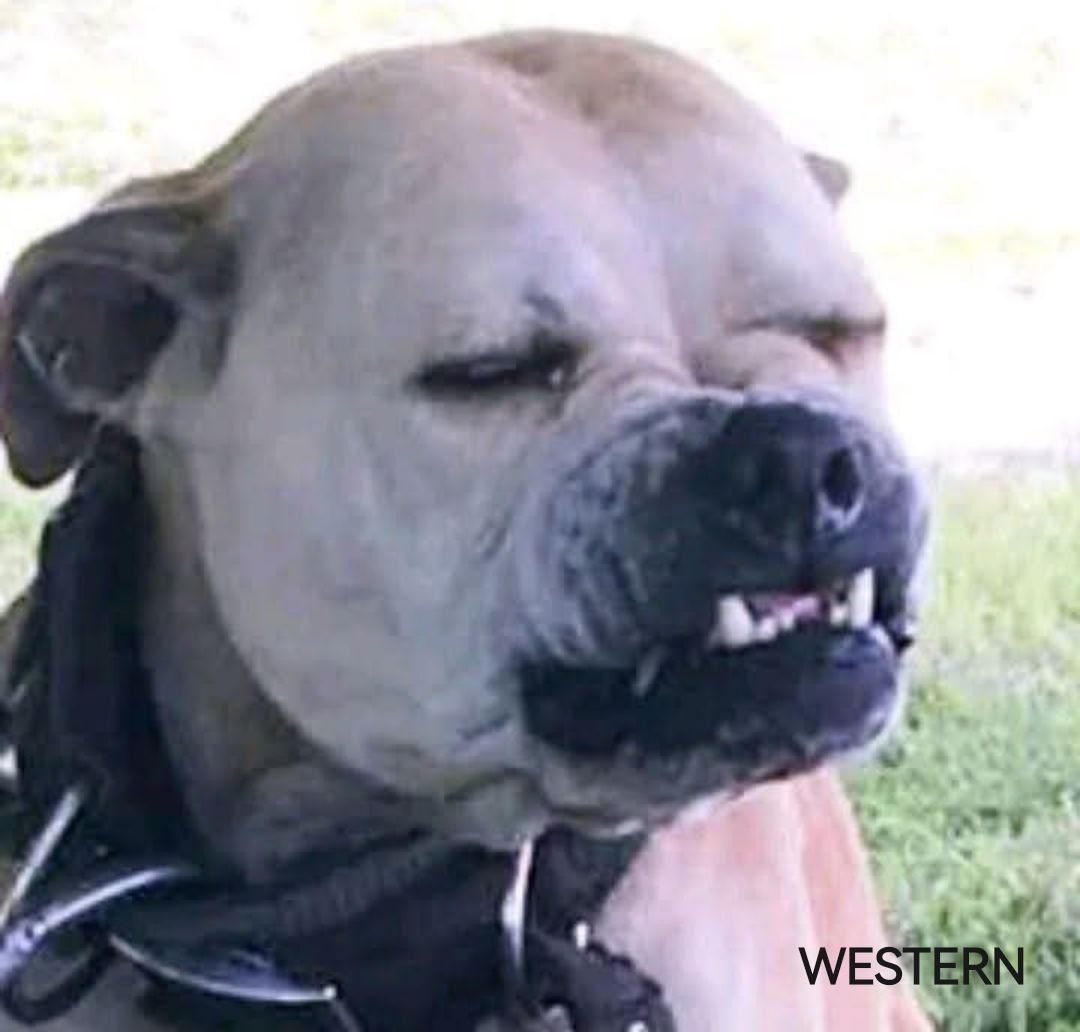 Photo of the dog