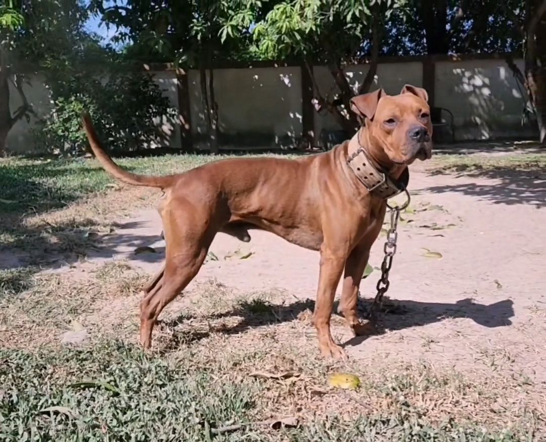 Photo of the dog