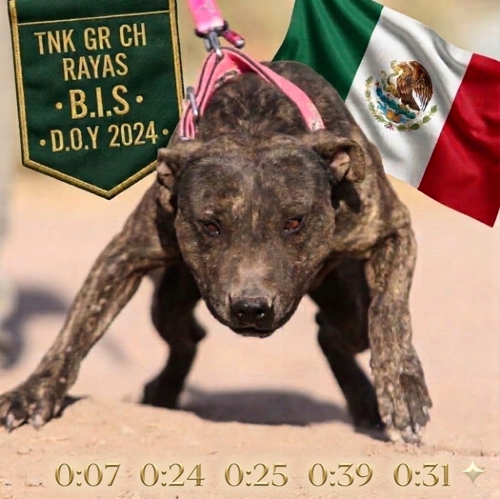 Photo of the dog