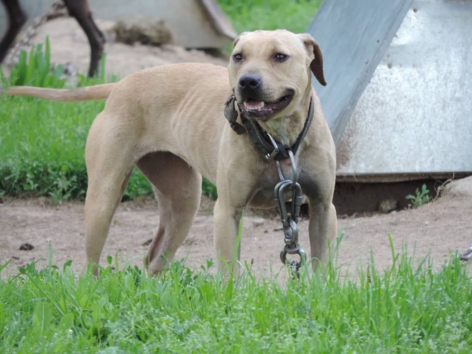 Photo of the dog