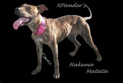 Photo of the dog