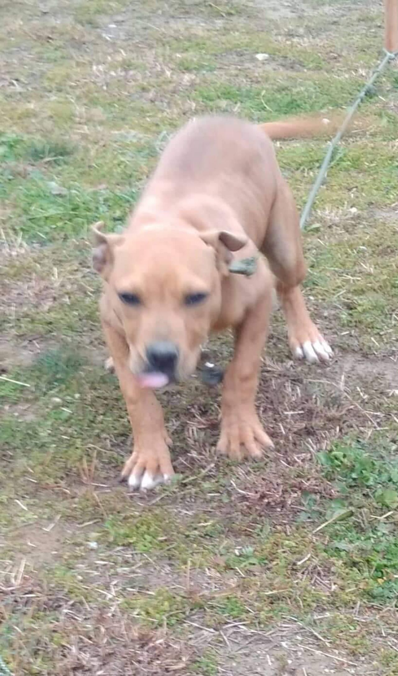Photo of the dog