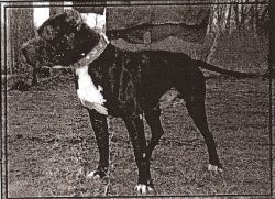 Photo of the dog