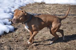 Photo of the dog