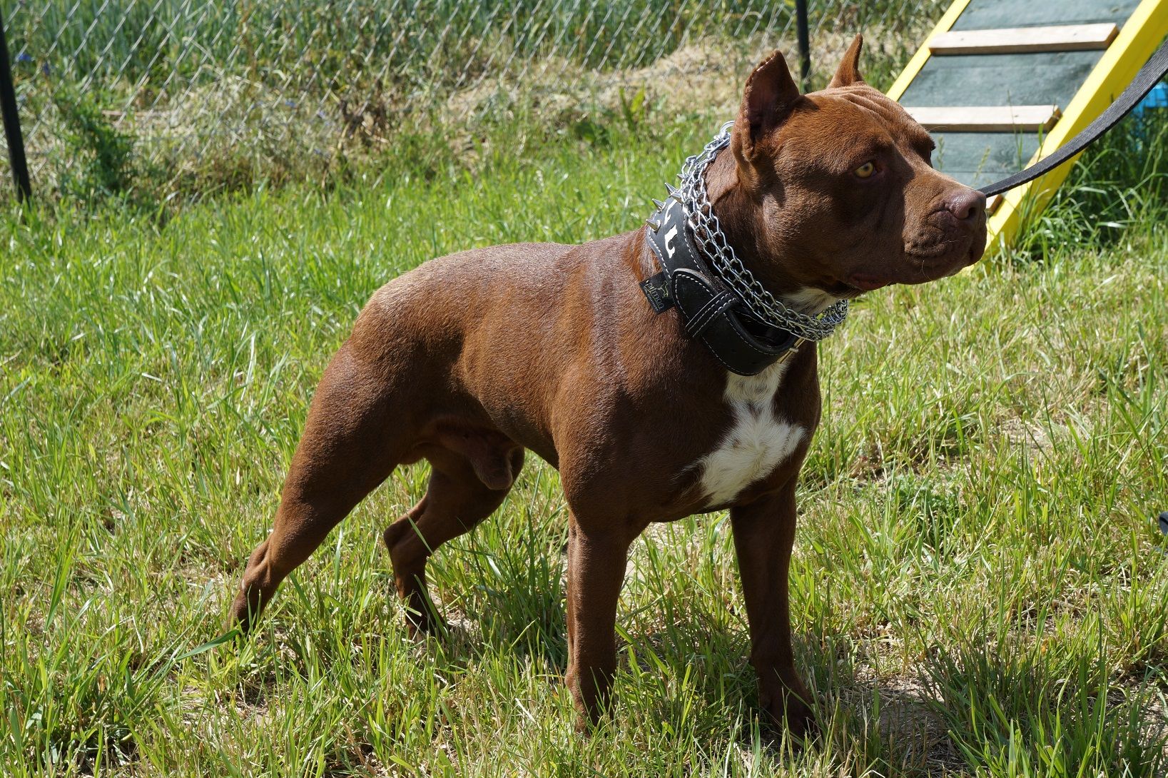 Photo of the dog