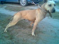 Photo of the dog