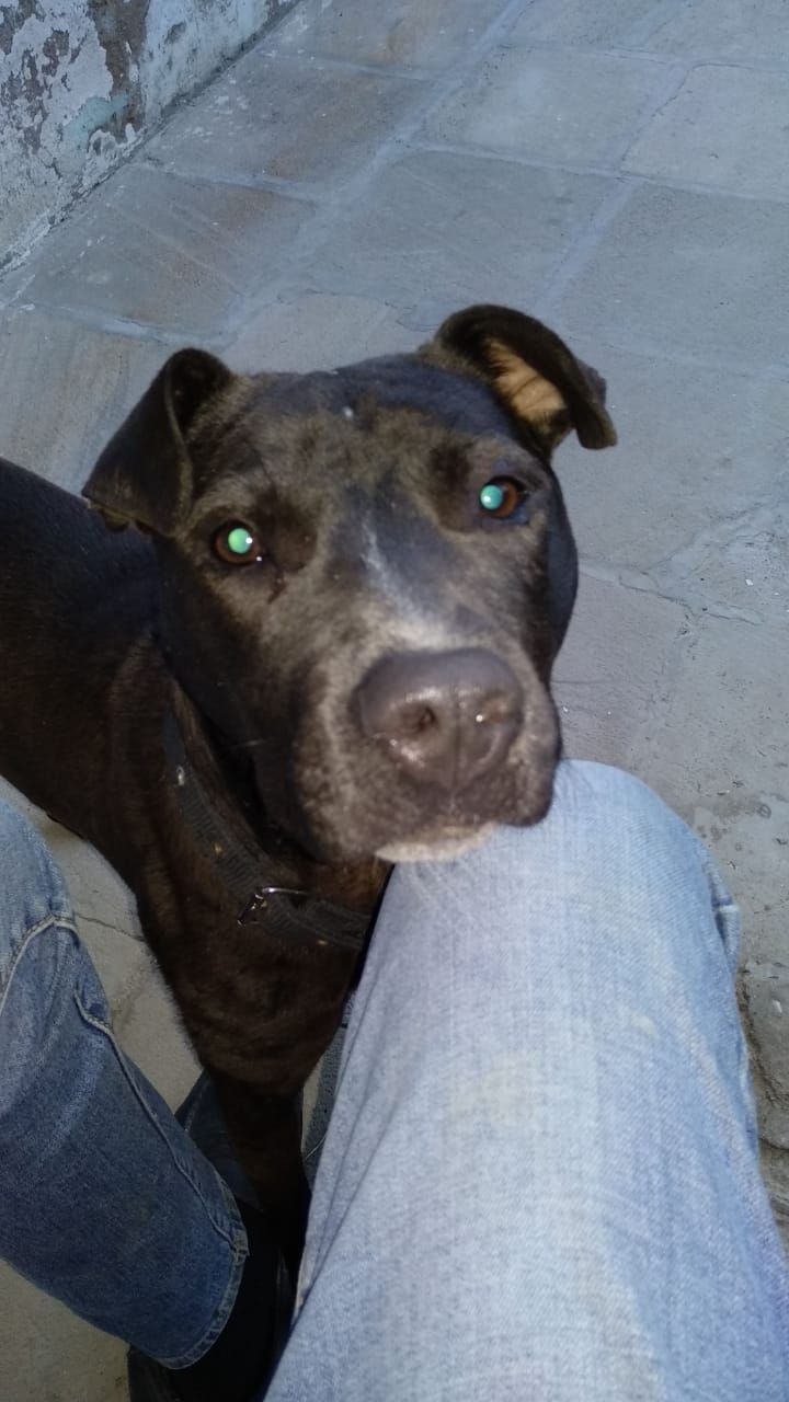 Photo of the dog