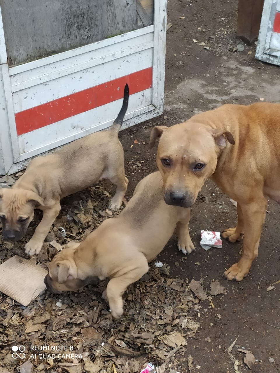Photo of the dog