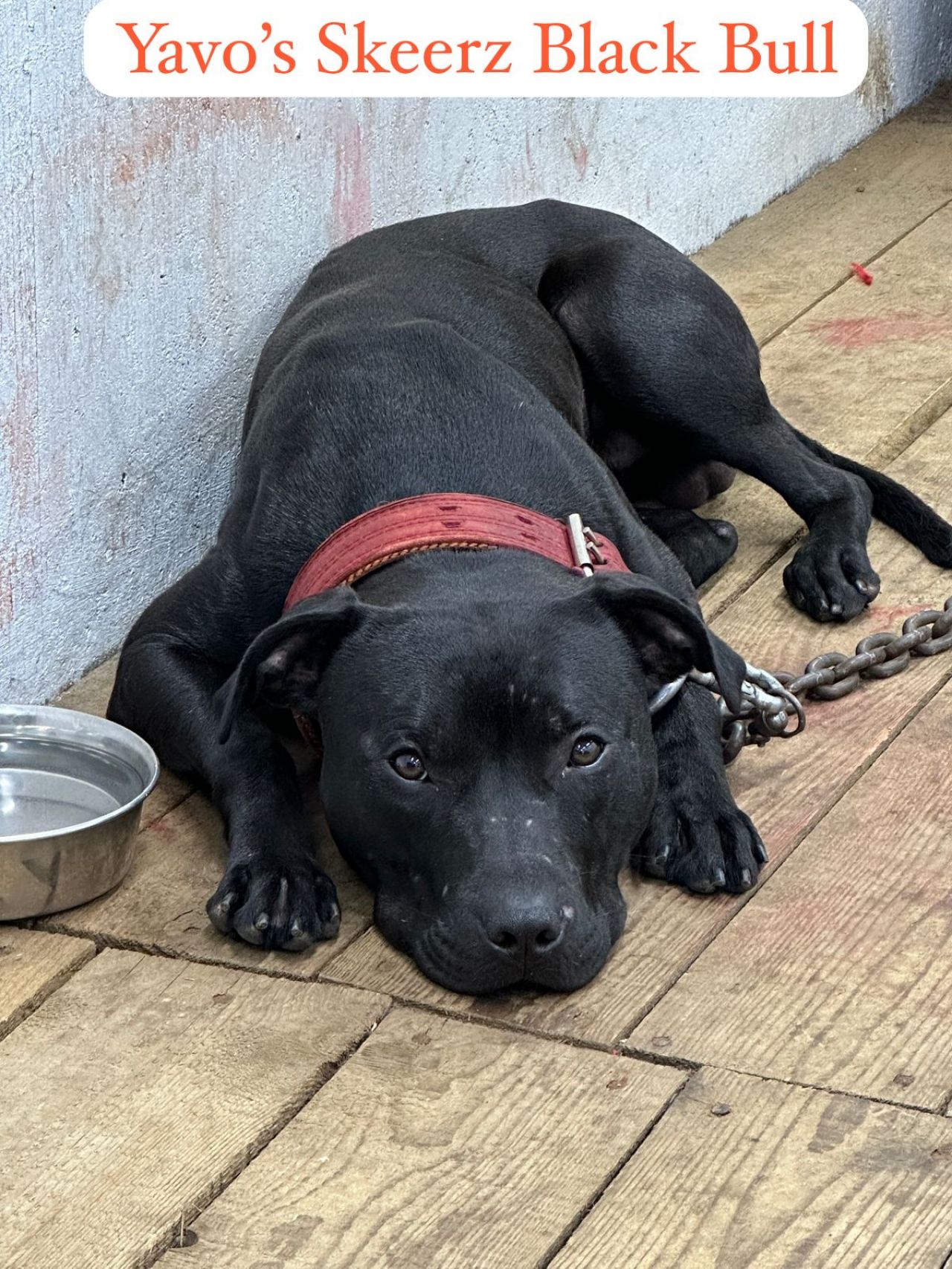Photo of the dog