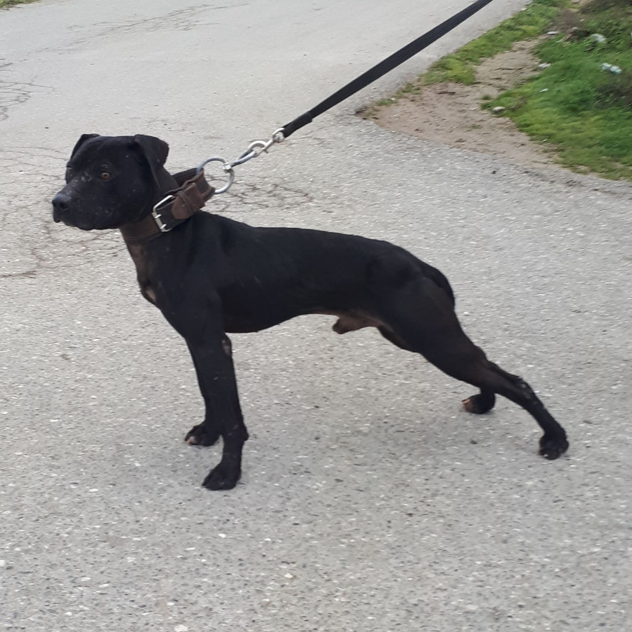 Photo of the dog