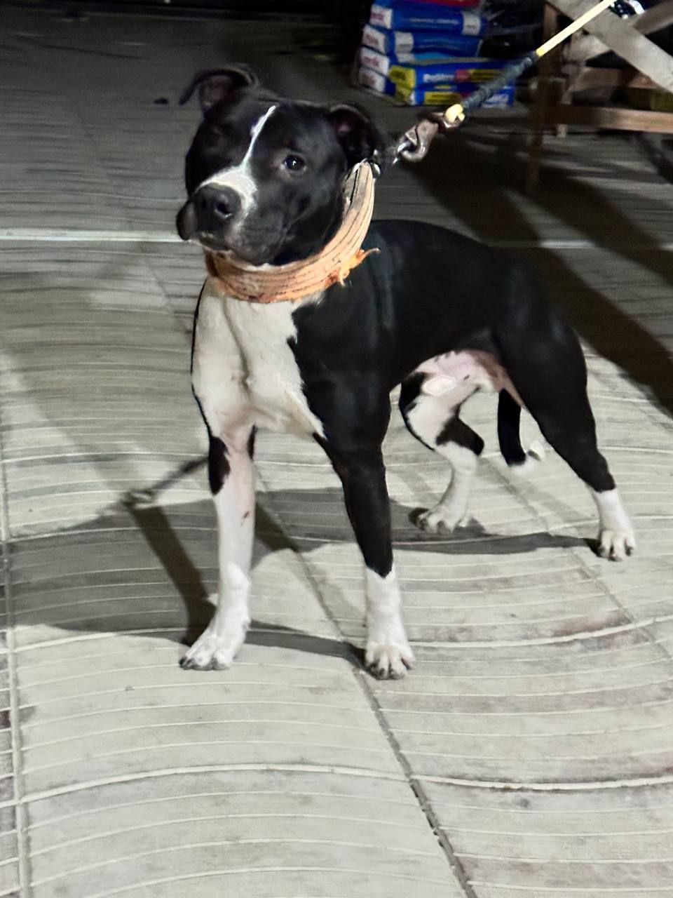 Photo of the dog