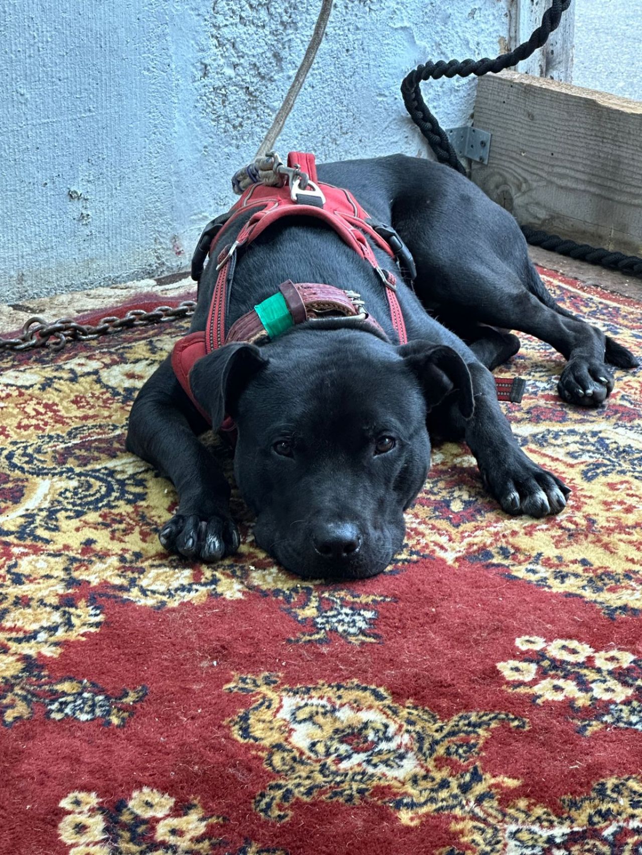 Photo of the dog
