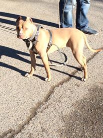 Photo of the dog