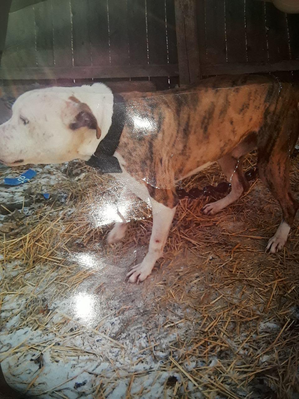 Photo of the dog