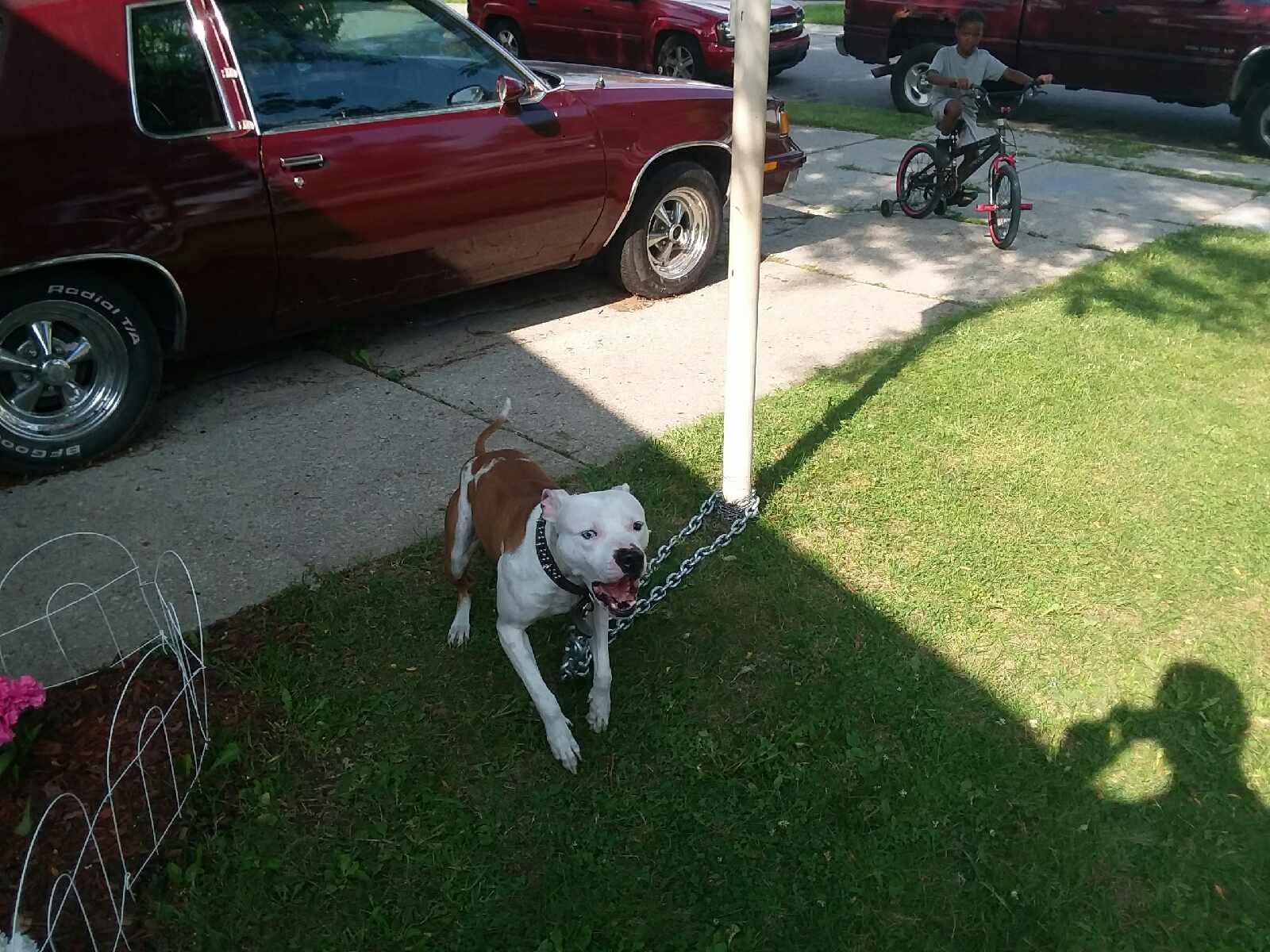 Photo of the dog