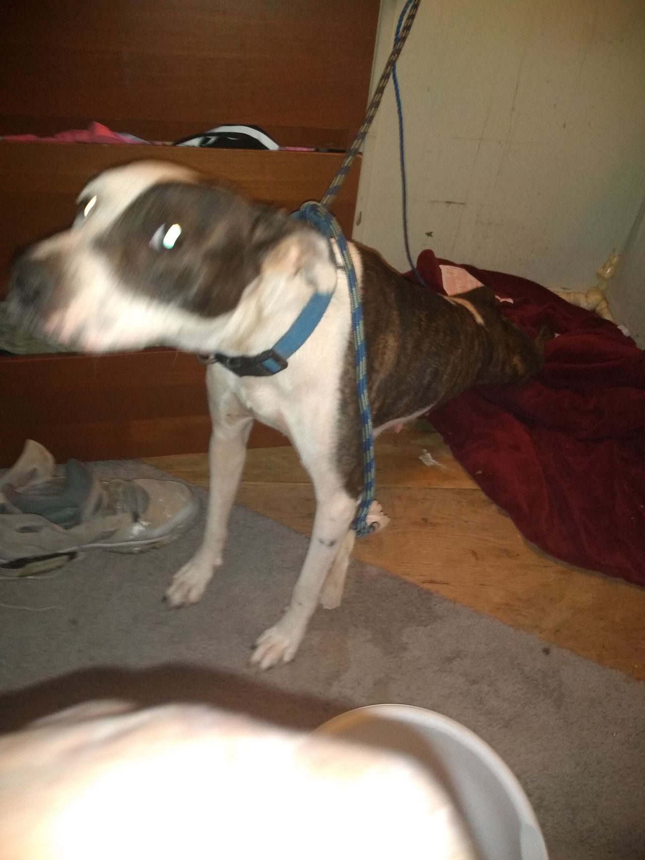 Photo of the dog
