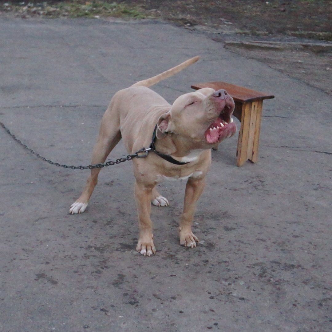 Photo of the dog