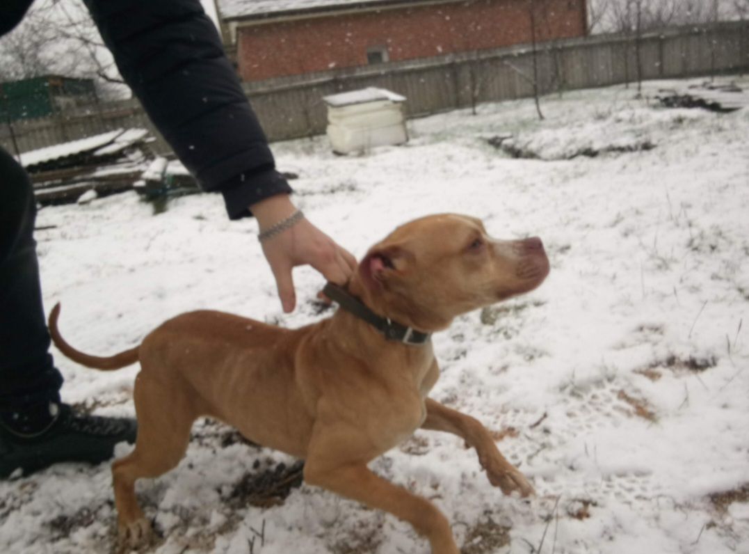 Photo of the dog