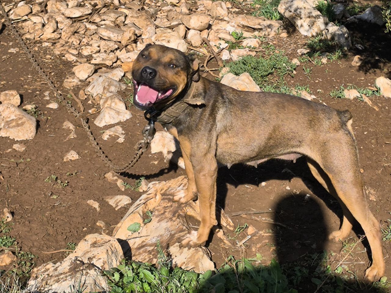 Photo of the dog