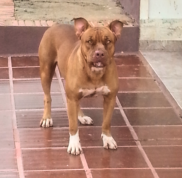 Photo of the dog
