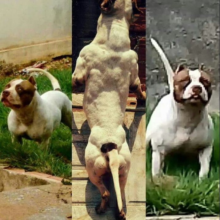Photo of the dog