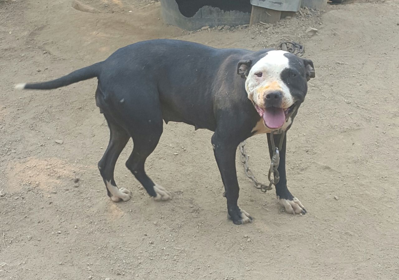 Photo of the dog