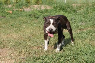 Photo of the dog