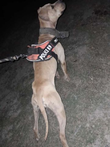Photo of the dog