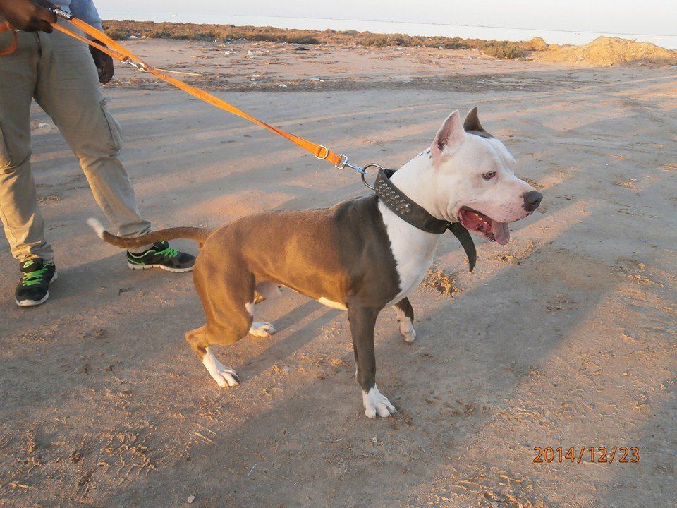 Photo of the dog
