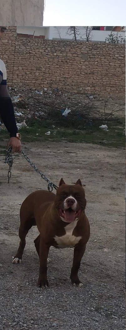Photo of the dog