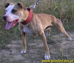 Photo of the dog