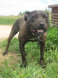 Photo of the dog
